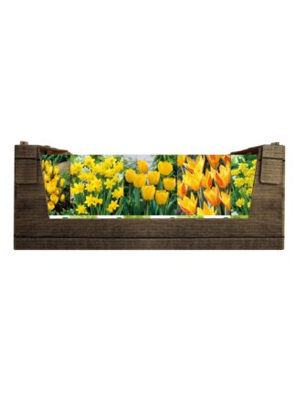 Economy Display box Yellow