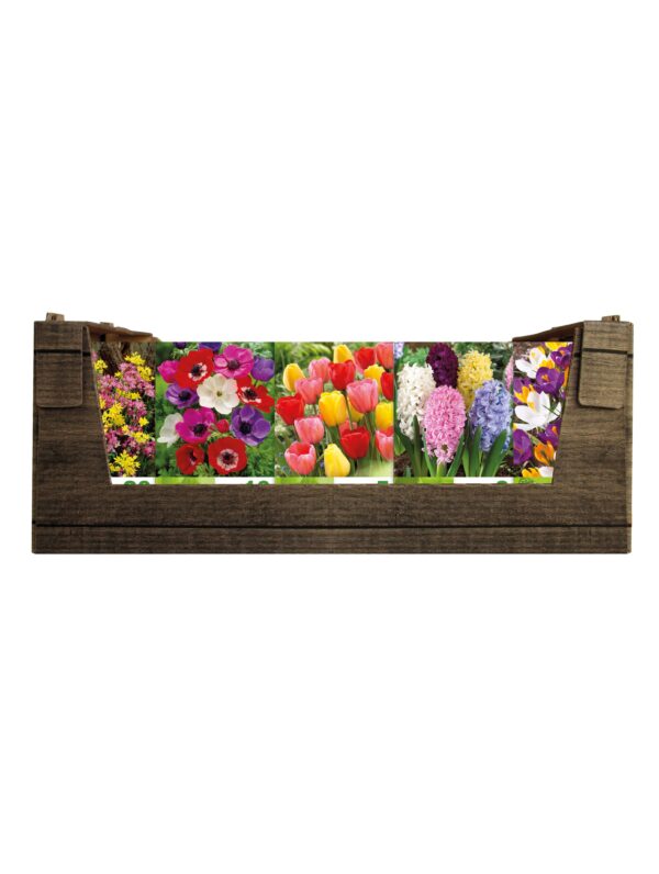 Economy Display box Mixed