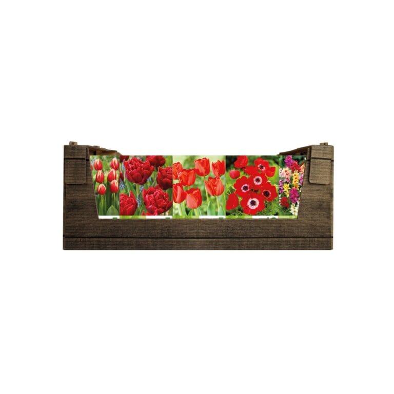 Economy Display box Red