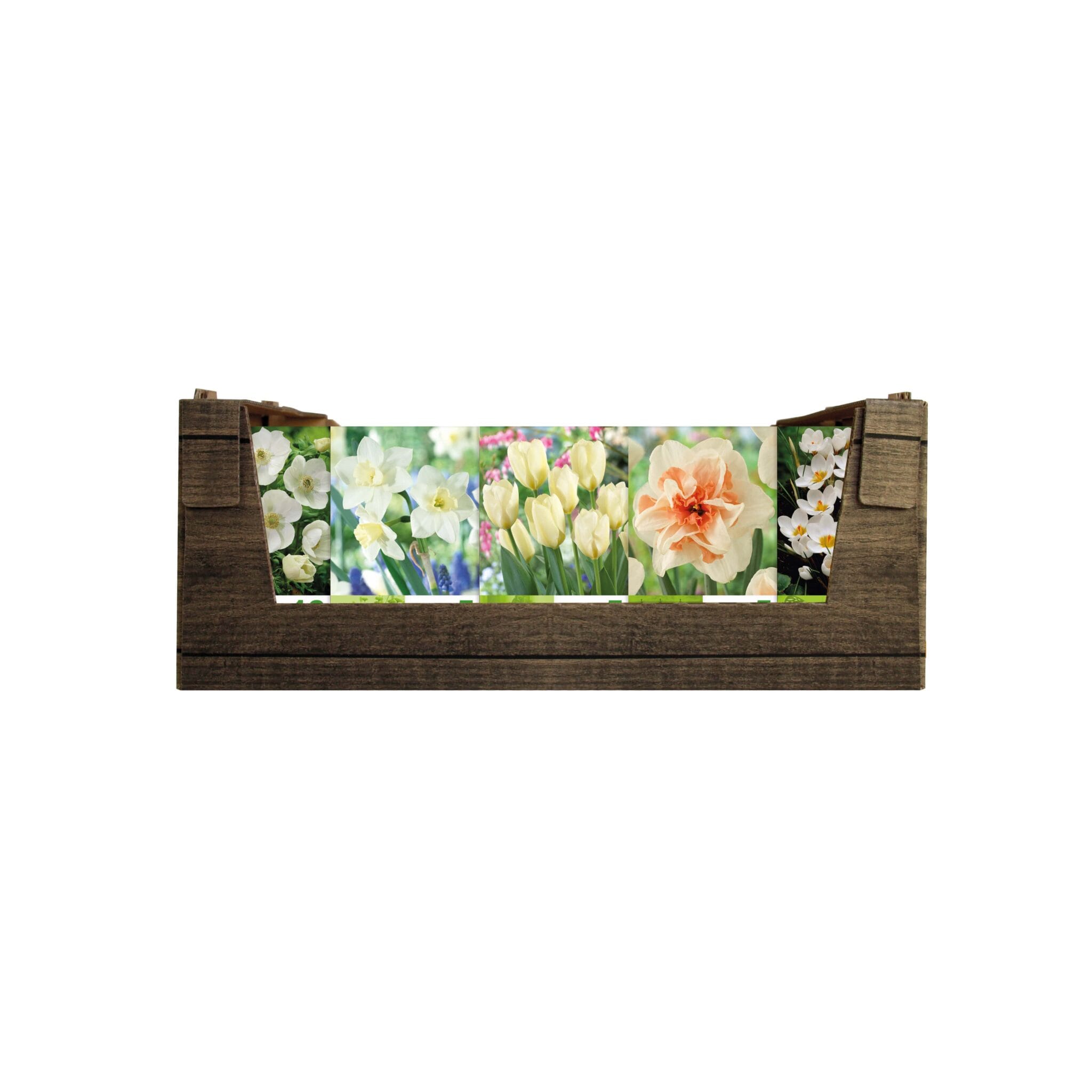 Economy Display box White