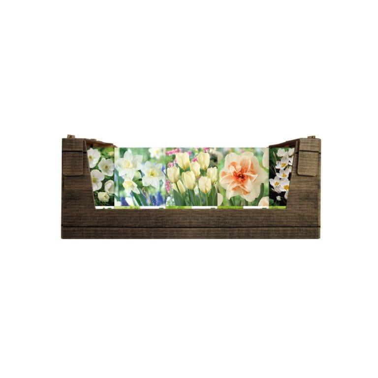 Economy Display box White
