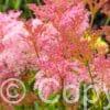 Filipendula Venusta