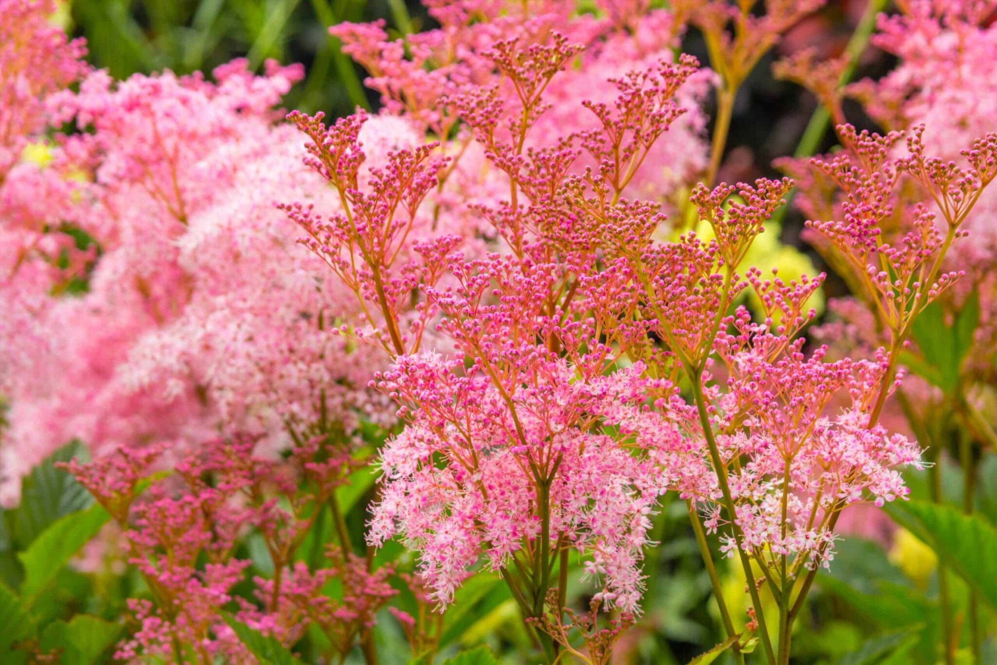 Filipendula Venusta
