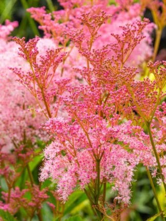 Filipendula Venusta - case