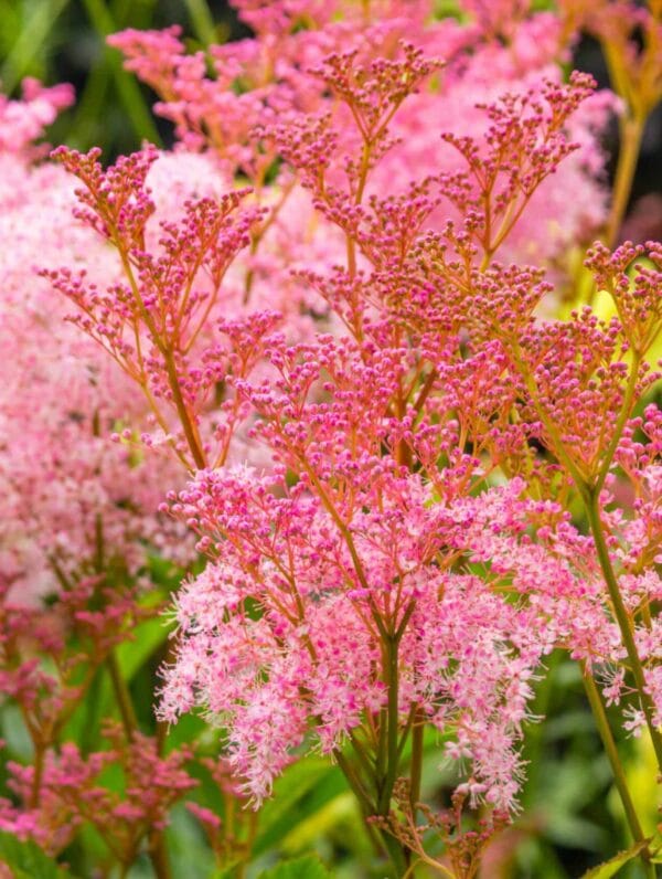 Filipendula Venusta - bag