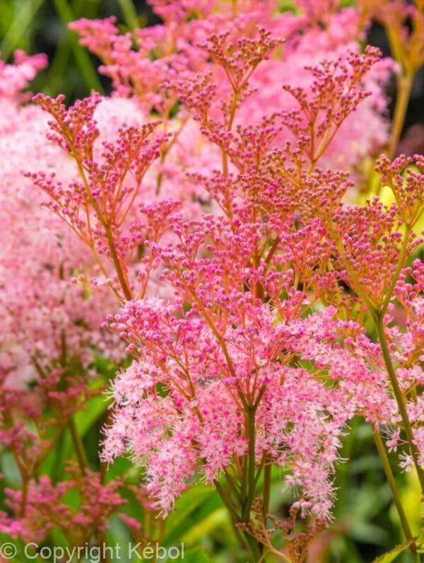 Filipendula Venusta