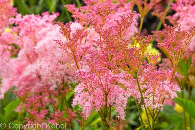 Filipendula Venusta