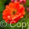 Geum Princes Juliana