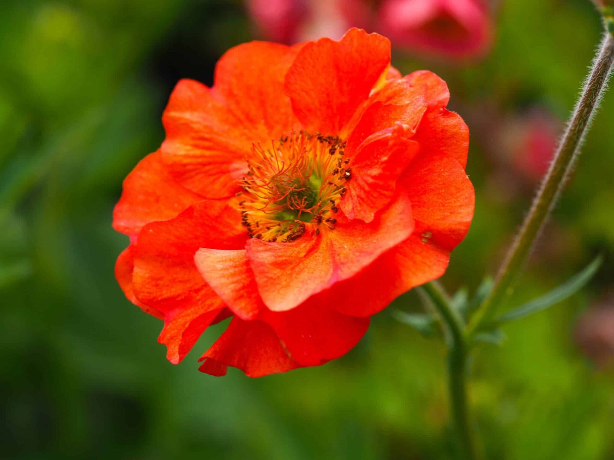 Geum Princes Juliana