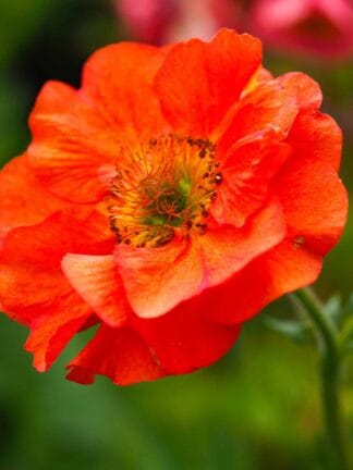Geum Princes Juliana - case