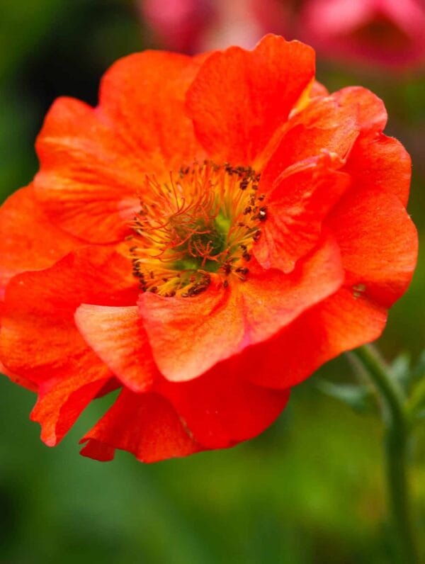 Geum Princes Juliana - case