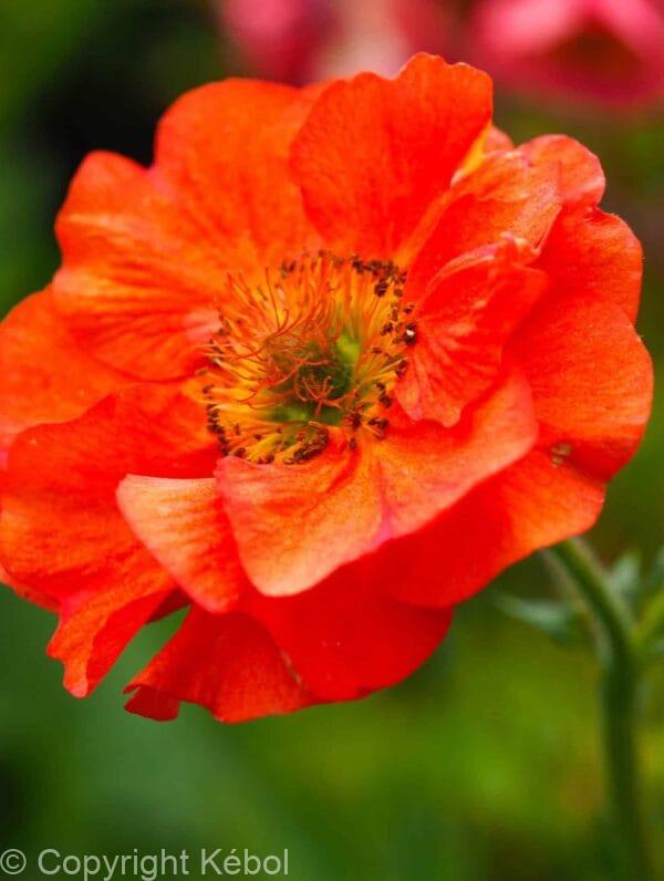 Geum Princes Juliana