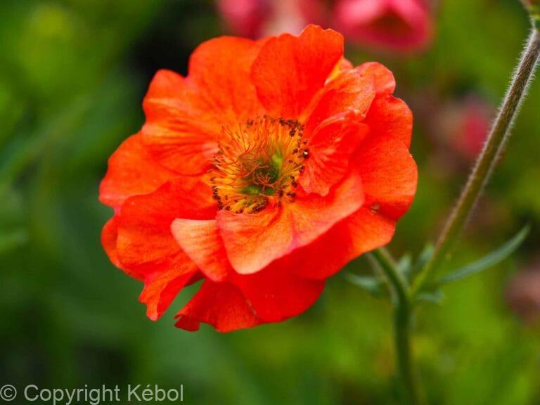 Geum Princes Juliana