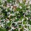 Gillenia trifoliata
