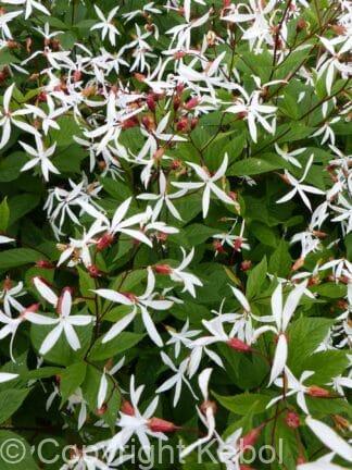 Gillenia Trifoliata - case