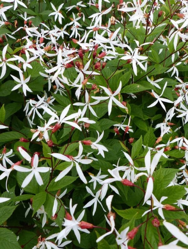 Gillenia Trifoliata - case
