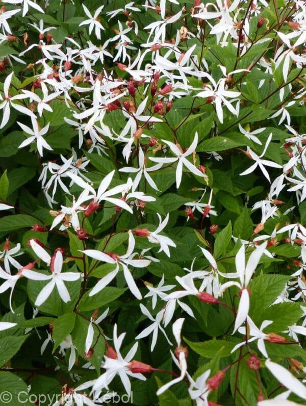 Gillenia trifoliata