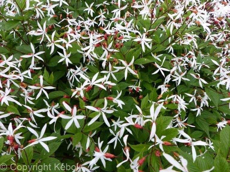 Gillenia trifoliata