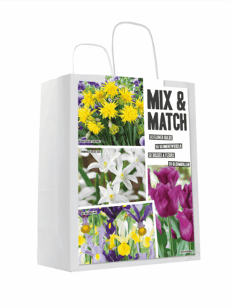 Mixed&Match Yellow/Purple