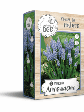 Happy Bee Muscari Armeniacum