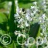 Nepeta Snowflake