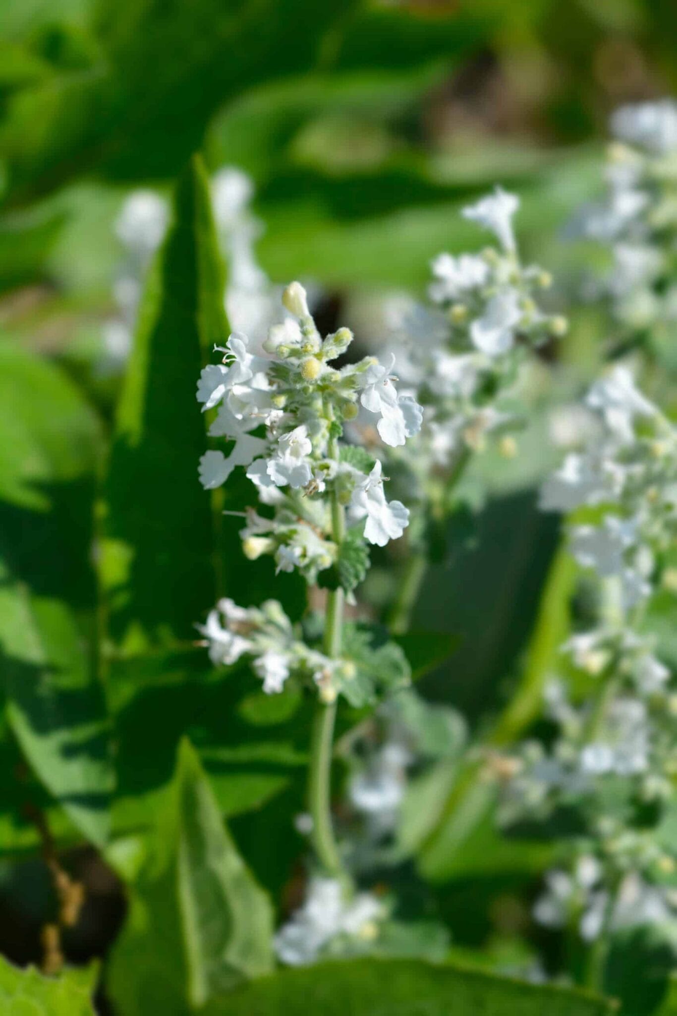 Nepeta Snowflake