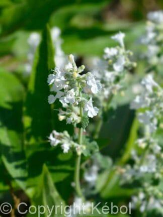 Nepeta Snowflake - case