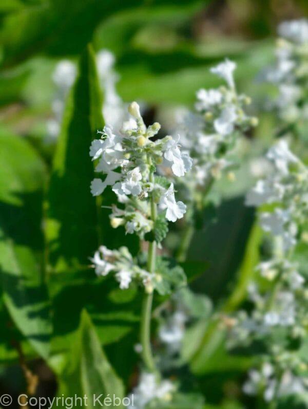 Nepeta Snowflake