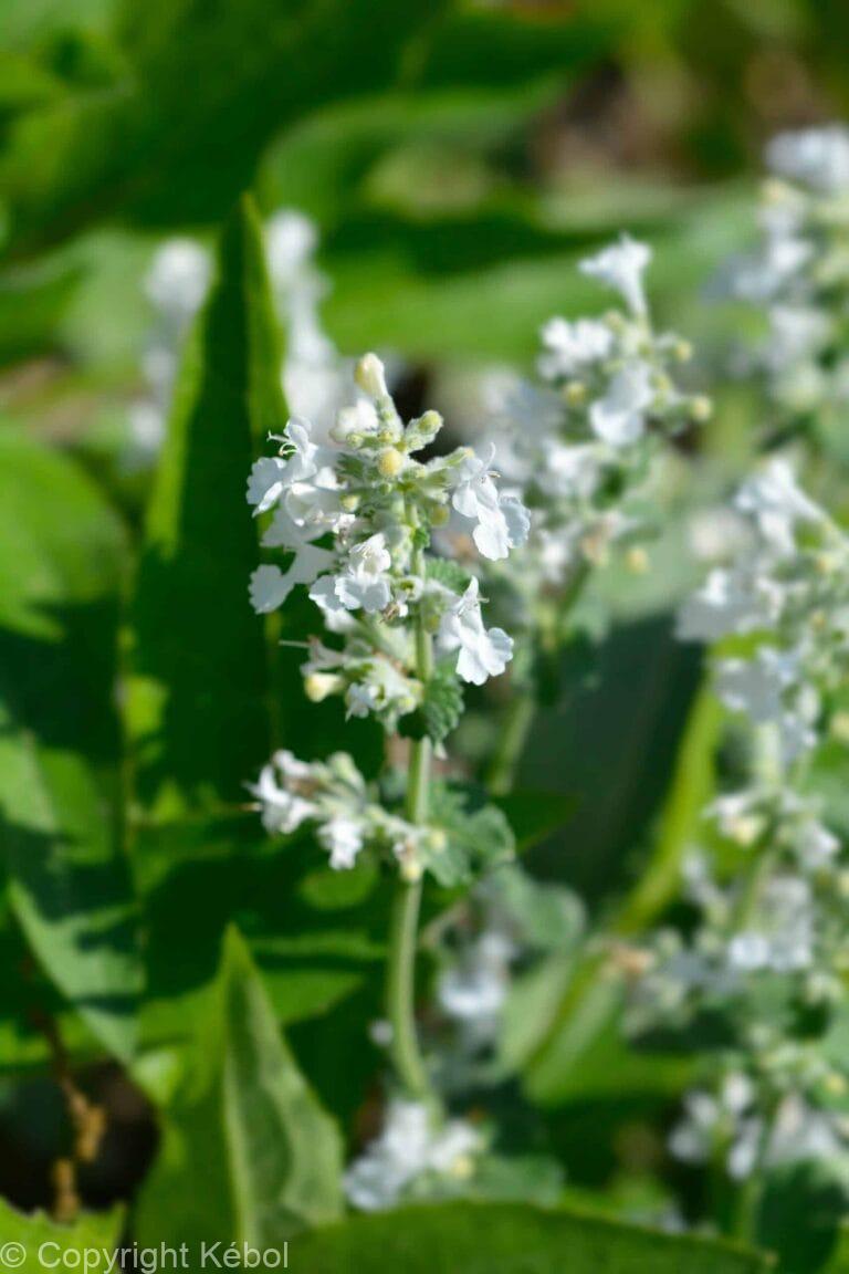 Nepeta Snowflake