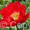 Paeonia lactiflora (S) Blaze - Bag