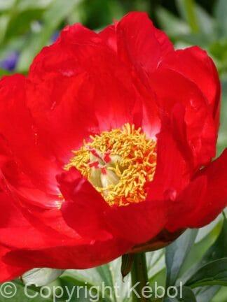 Paeonia lactiflora (S) Blaze - Bag