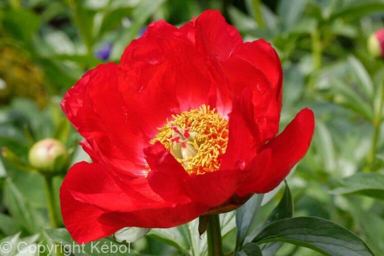 Paeonia lactiflora (S) Blaze - Bag