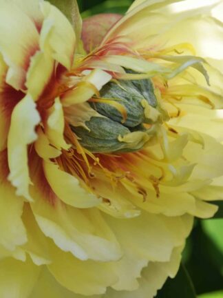 Paeonia Prairie Charm - bag