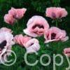 Papaver Little Dancing Girl