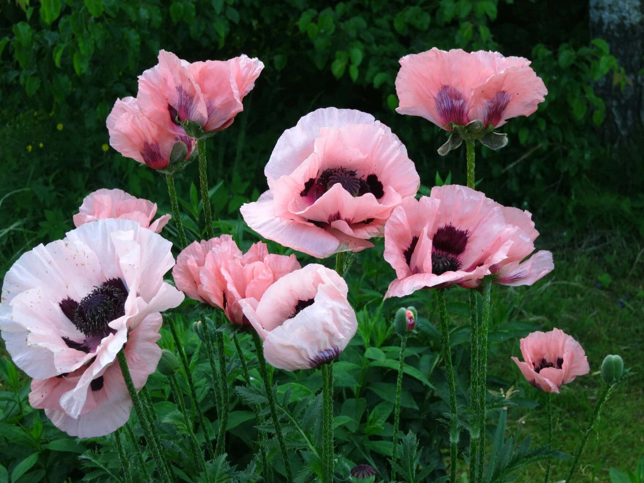 Papaver Little Dancing Girl