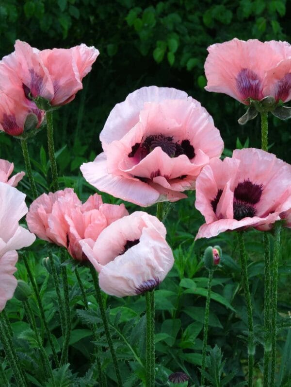 Papaver Little Dancing Girl