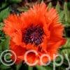 Papaver Turkenlouis