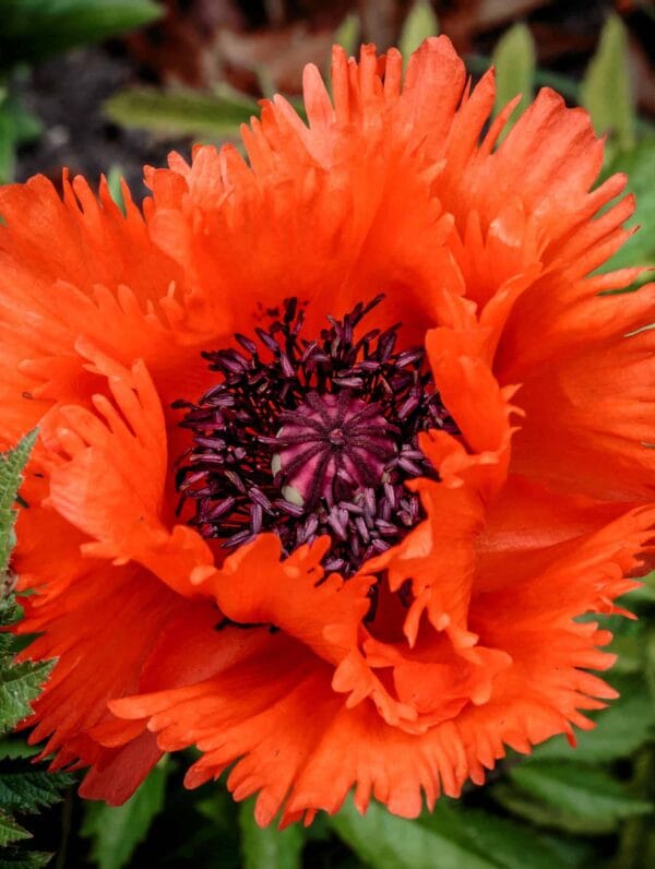 Papaver Türkenlouis - case