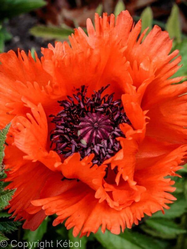 Papaver Turkenlouis