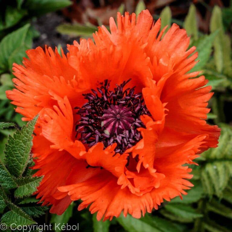Papaver Turkenlouis