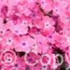 Phlox Hercules