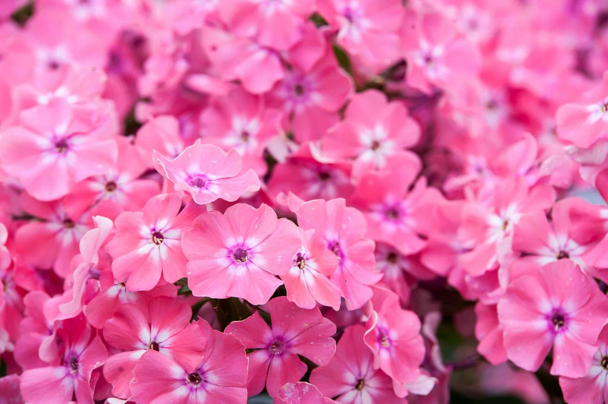 Phlox Hercules