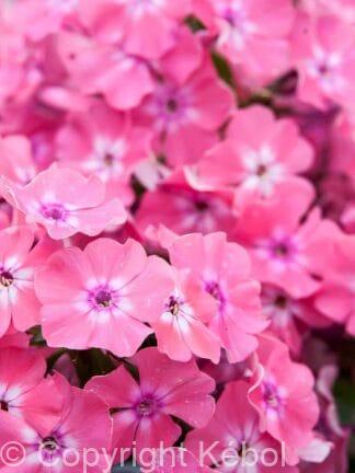 Phlox Hercules - bag