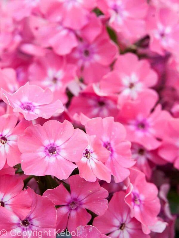 Phlox Hercules
