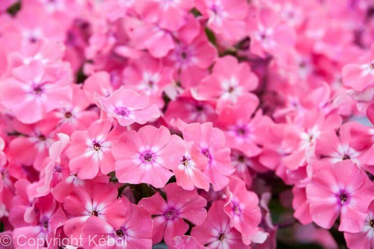 Phlox Hercules