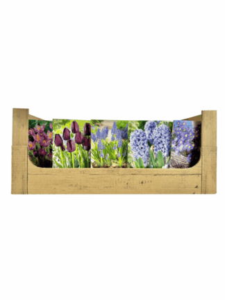 Economy Display box Blue