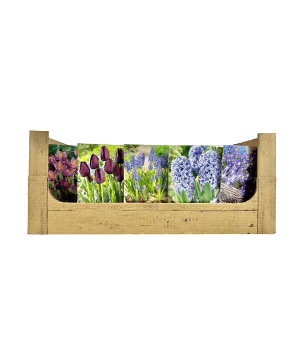 Economy Display box Blue