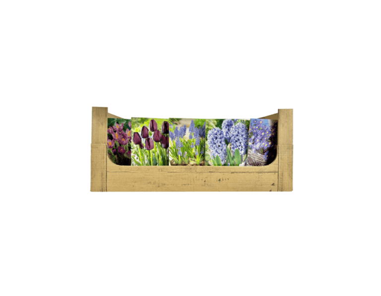 Economy Display box Blue