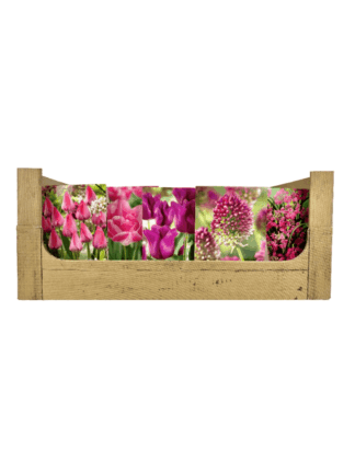 Economy Display box Pink