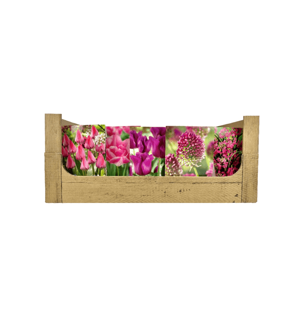 Economy Display box Pink